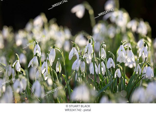 Snowdrops in winter woodland, The Cotswolds, Gloucestershire, England, United Kingdom, Europe