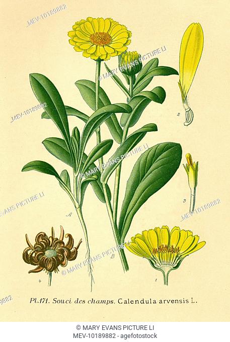 Field calendula Souci des champs a valuable herb used in homeopathy