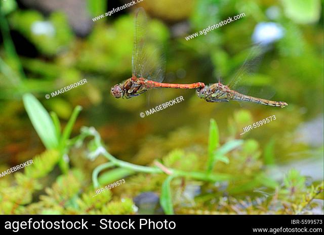 Common darters (Sympetrum striolatum), Other animals, Insects, Dragonflies, Animals, Common Darter Dragonfly adult pair, in flight, in tandem post-copulation