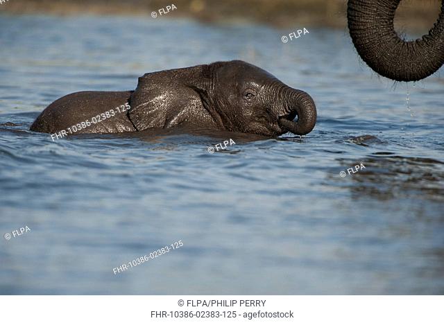 African Bush Elephant (Loxodonta africana africana) calf, drinking in river, Chobe River, Chobe N.P., Botswana, June