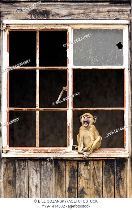 Olive Baboon sitting in window of abandoned house yawning - Amboseli National Park, Kenya