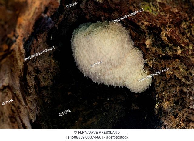 Fruiting body of the rare bearded tooth (Hericium erinaceus) fungus growing inside a hollow log in the New Forest, Hampshire. October