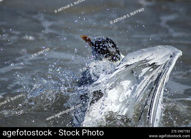 Royal tern (Thalasseus maximus) grooming. South Florida, U. S. A. , North America