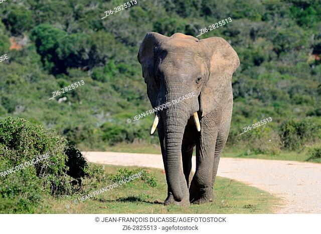 African bush elephant (Loxodonta africana), adult male walking on grass along a dirt road, Addo Elephant National Park, Eastern Cape, South Africa, Africa