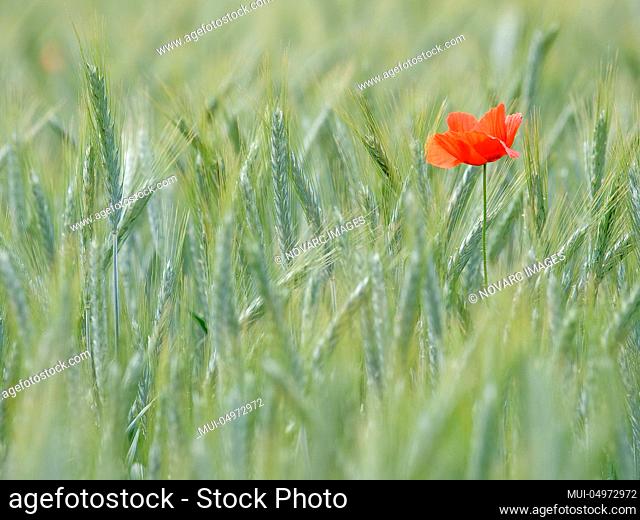 Poppy flower in the grain field