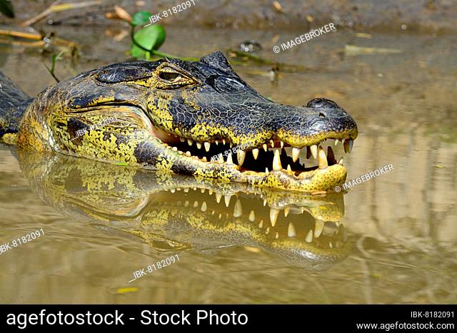 Resting yacare caiman (Caiman yacare) shows its teeth, portrait, Pantanal, Mato Grosso, Brazil, South America