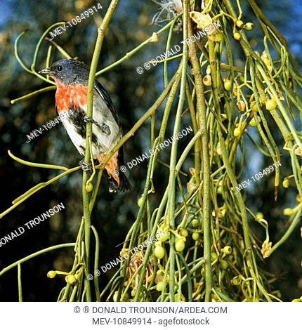 Mistletoe bird (Dicaeum hirundinaceum)