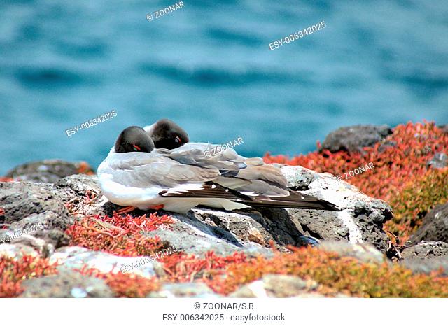 a pair of swallow-tailed-gulls is sleeping