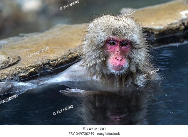 The Snow Monkey (Japanese macaque) enjoyed the hot spring in winter at Jigokudani Monkey Park of Nagano, Japan