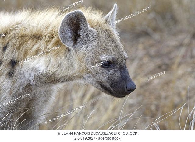 Spotted hyena or Laughing hyena (Crocuta crocuta) cub, close-up, Kruger National Park, South Africa, Africa