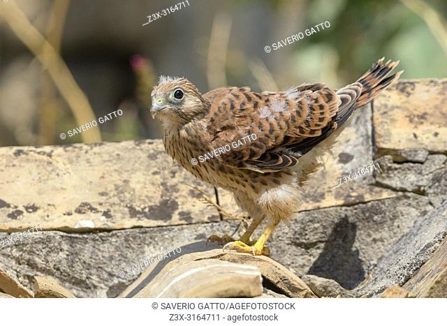 Lesser Kestrel, Chick, Matera, Basilicata, Italy (Falco naumanni)