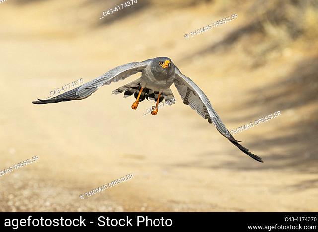 Pale-chanting Goshawk (Melierax canorus). Flying. Kalahari Desert, Kgalagadi Transfrontier Park, South Africa