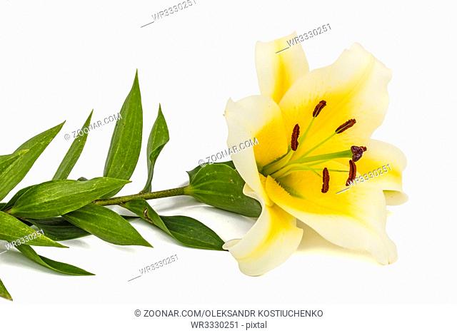 Flower of yellow oriental lily, isolated on white background