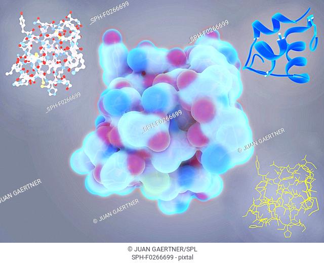 Insulin molecules, illustration. Insulin is a protein hormone produced in the pancreas that regulates the metabolism of carbohydrates, proteins and fats