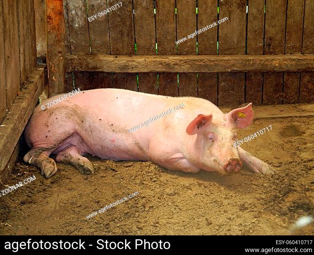 schwein, hausschwein, nutztier, bauernhof, farm, landwirtschaft, haustier, sus, sus scrofa, agrarindustrie, tierhaltung, tier, schweinestall