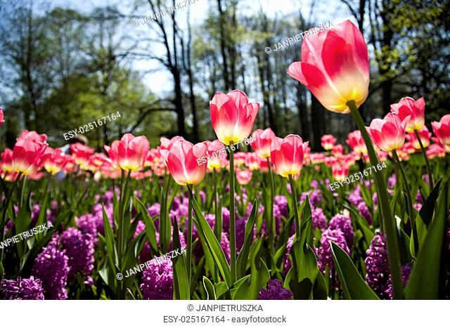 Tulip field, spring colorful vivid theme