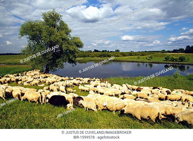 Flock of Domestic Sheep (Ovis ammon f. aries) grazing at a dyke, Mecklenburg Elbe Valley Nature Park, UNESCO Elbe River Landscape Biosphere Reserve