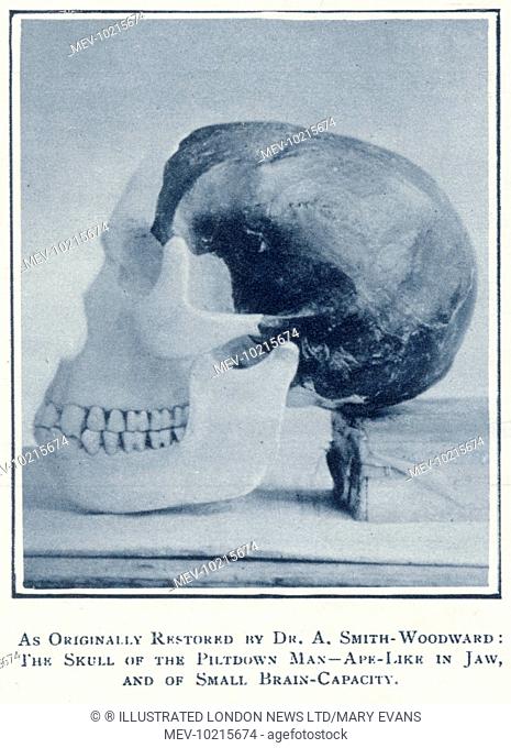 Modern large-brained man. This discovery of the Piltdown skull was thought to be the most exciting find in anthropological history