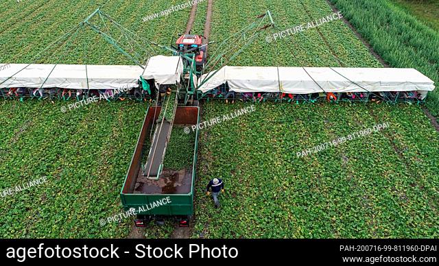 16 July 2020, Brandenburg, Kasel-Golzig: Romanian harvest helpers from the company Knösels Gemüse-Erzeugungs GmbH & Co. KG lie on a so-called cucumber plane and...