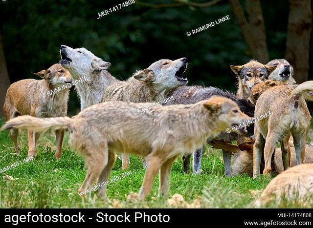 Wolves, Canis lupus, howling group of wolves
