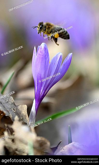 A bee pollinates Crocuses (Crocus albiflorus) blooming on the meadows in Lacnov near Vsetin, Czech Republic, March 24, 2023. (CTK Photo/Dalibor Gluck)