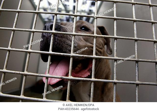 A Staffordshire bull terrier looks through the grid of a wire-mesh fence in its cage at the aninmal shelter in Hamburg, Germany, 6 October 2013