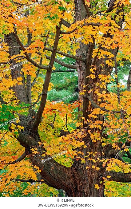maple Acer spec., gnarled maple in autumn, USA, New England, Vermont