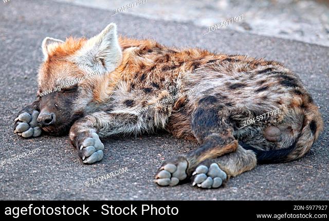 Junge Tüpfelhyäne liegt auf der Straße, Kruger Nationalpark, Südafrica; young hyena lying on the street, south africa, wildlife, Crocuta crocuta