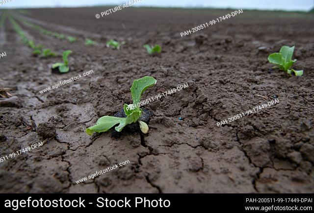 11 May 2020, Baden-Wuerttemberg, Leinfelden-Echterdingen: Lettuce seedlings are sitting on a wet field where cracks in the soil are still visible