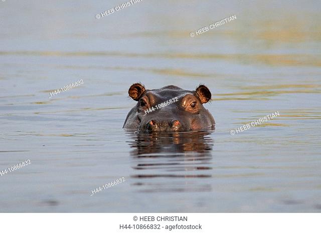Hippopotamus, river horse, animal, water, hippo, Hippopotamus, river horse, animal, water, hippo, amphibius, Kwando River, Susuwe Island Lodge, Bwabwata