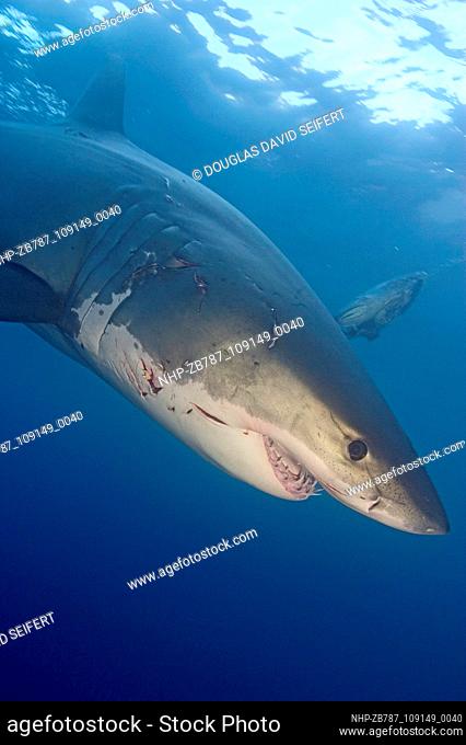 These photographs by Douglas David Seifert of Great White sharks were taken off the coast off Guadalupe, Mexico. The sharks are baited by a mix of tuna