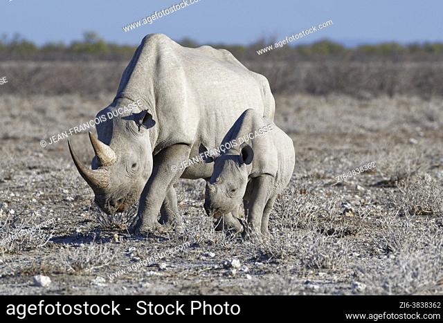 Black rhinoceroses (Diceros bicornis), adult female with young, walking in dry grassland, foraging, Etosha National Park, Namibia, Africa