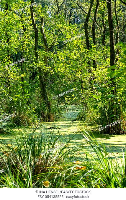 Trees standing in water full of duckweed (lemna minor) in a german swamp area - nature reserve Zarth near Treunbrietzen