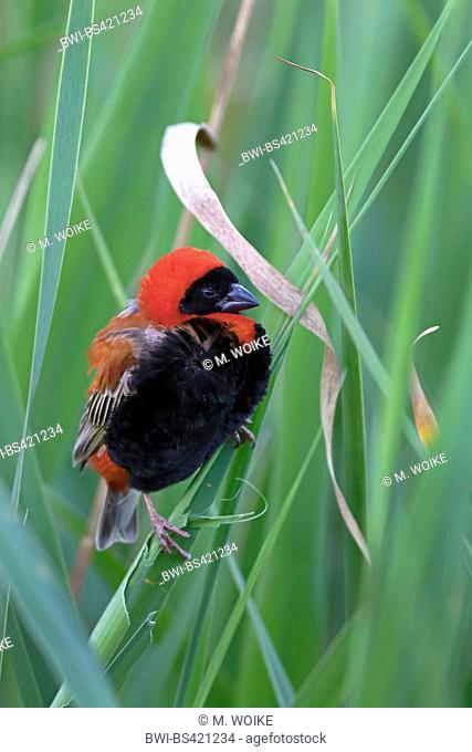 red bishop (Euplectes orix), male sits in reed, South Africa, Western Cape, Karoo National Park