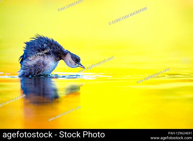 A pygmy diver (Tachybaptus ruficollis) swims on a shining lake in autumn. The color of the leaves bathes the lake in a magical light