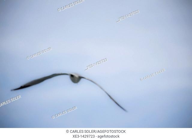Seagull on flight