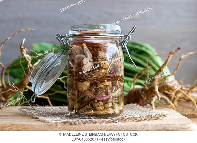 Preparation of alcohol tincture from fresh evening primrose root
