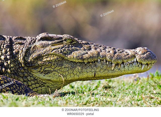 Nilkrokodil Crocodylus niloticus am Ufer vom Chobe Fluss, Chobe River, Chobe National Park, Botswana, Afrika, Nile crocodile at riverside, Africa