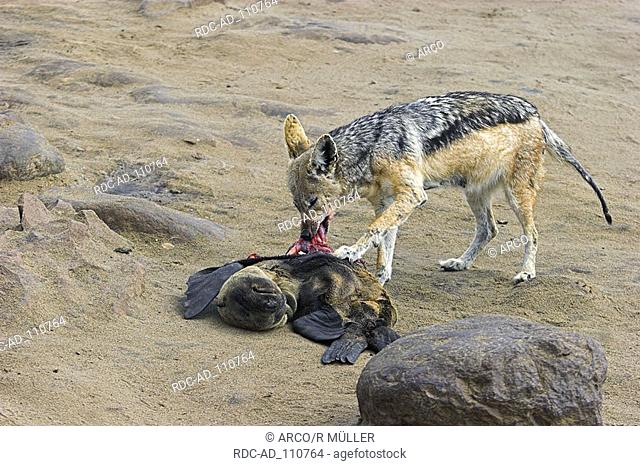 Black-backed Jackal at carcass of South African Fur Seal Cape Cross Namibia Canis mesomelas Arctocephalus pusillus