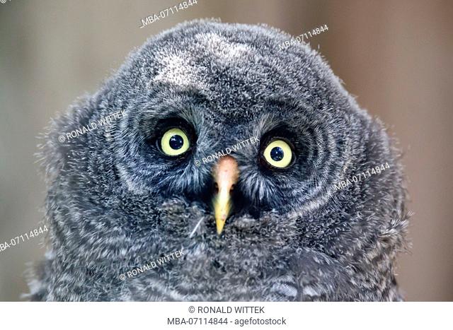 great grey owl, young bird, chick, (Strix nebulosa), captive, Germany