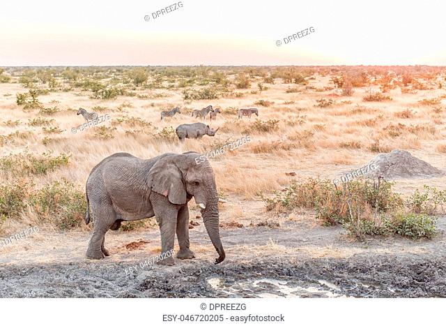 African Elephant, black rhinoceros, Burchells zebra at sunset