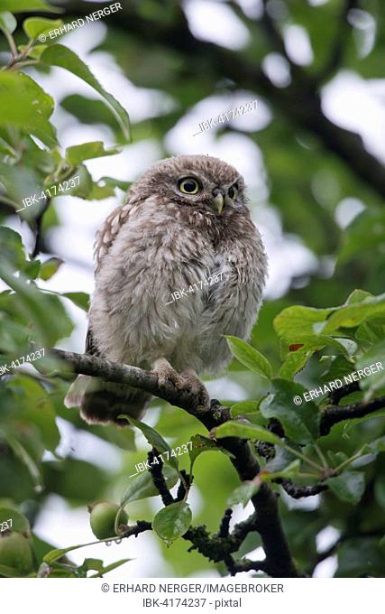 Young Little Owl (Athene noctua), perched in tree, Emsland, Lower Saxony, Germany
