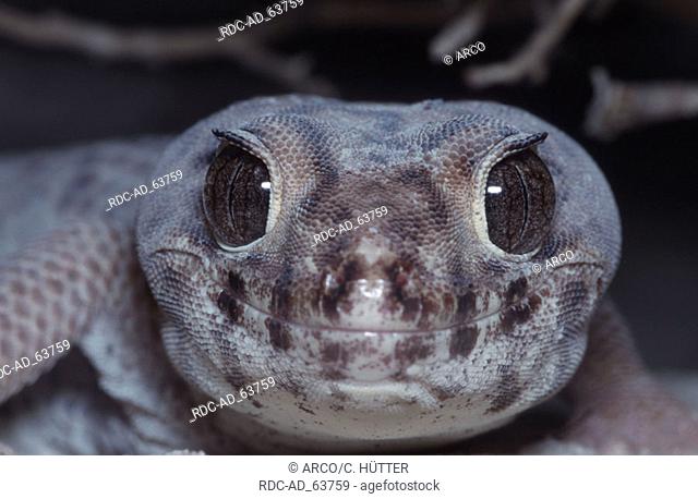 Common Skink Gecko Teratoscincus scincus Frog-eyed Gecko Wonder Gecko