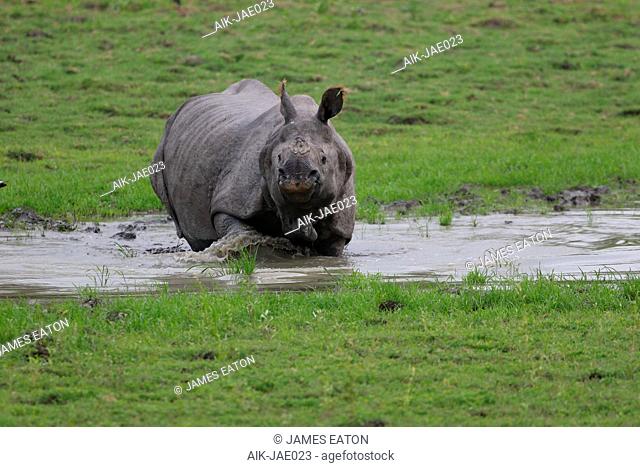 Indian Rhinoceros (Rhinoceros unicornis) in Kaziranga national park, India. Walking through a small pool