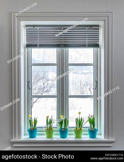 Window with blind, decorated with colorful blue and green flowerpots of Dwarf Daffodils, Narcissus. Springtime with snow outside