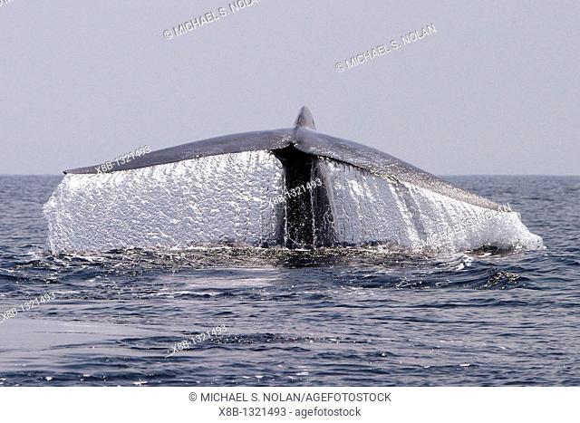 Blue Whale Balaenoptera musculus fluke-up dive in the offshore waters of Santa Monica Bay, California, USA