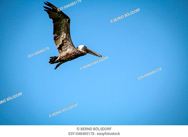 Pelican, Black Pelican in flight