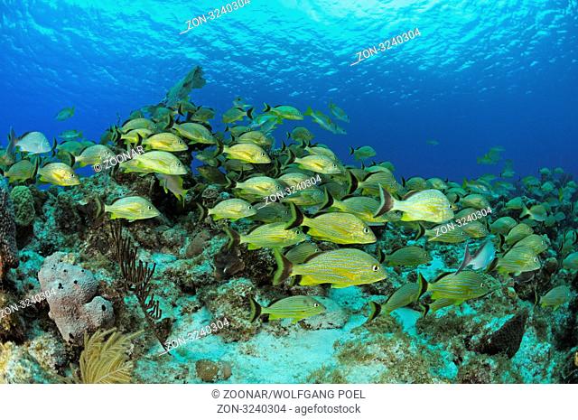 Haemulon sciurus, Schwarm Blaustreifengrunzer, karibisches Korallenriff, Fischschwarm, school of Bluestriped grunts at caribbean coral reef, school of fisch