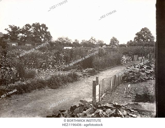Allotments, showing the path through a number of plots, York, Yorkshire, 1900