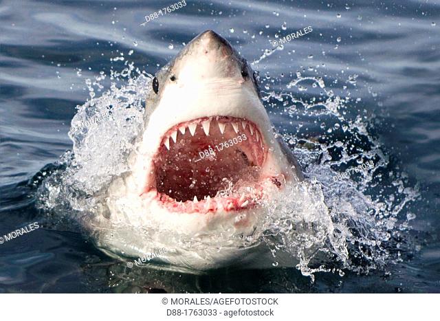South Africa , Gansbaii , Dyer Island , great white shark  Carcharodon carcharias  attracted with food